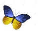 C:\Users\Genya\Desktop\виховна\15423426-Yellow-blue-butterfly-isolated-on-white-background-Stock-Photo.jpg
